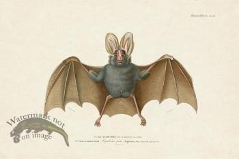FNH 25 Yellow winged Bat